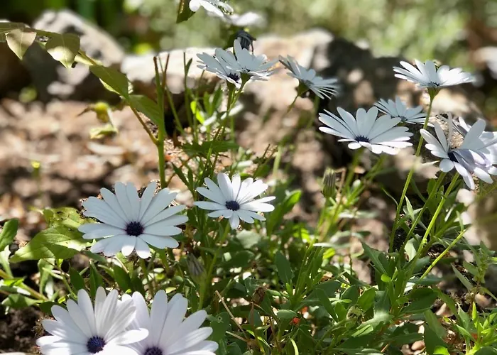 بيت للعطل Aragoniteazzurra Casa *